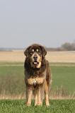 DOGUE DU TIBET 325